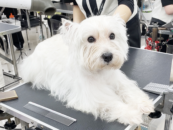 モデル犬の家族が決まりました☆